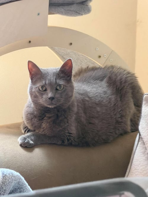 BAYLEE - Russian Blue available for adoption