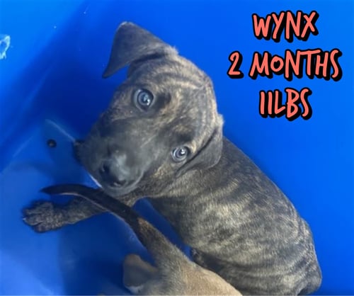 WYNX - Unknown available for adoption