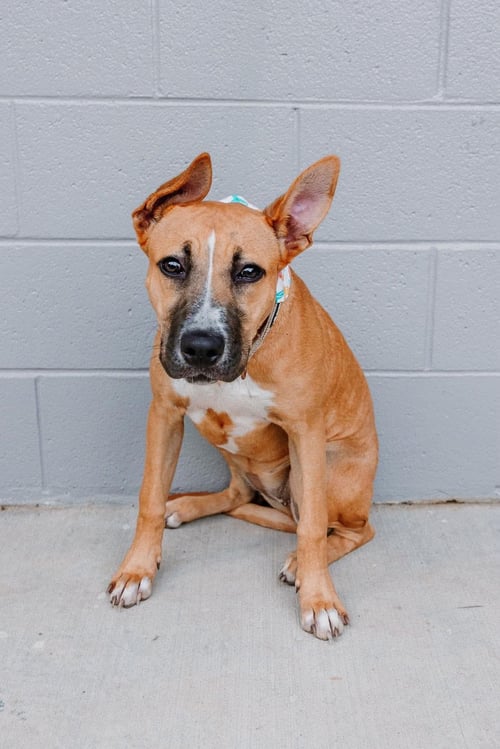 MOMO - Boxer available for adoption