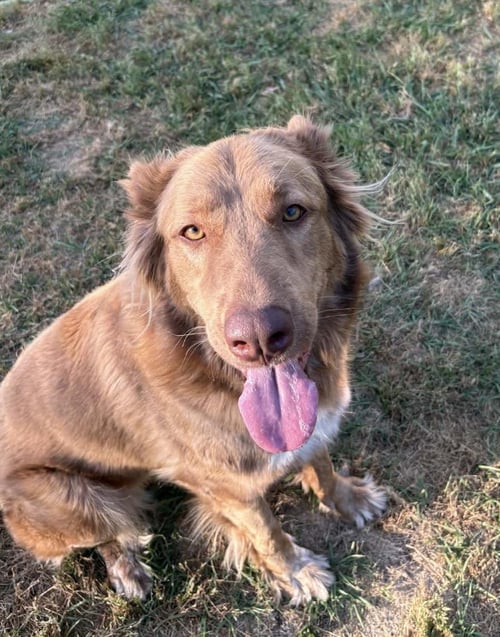 JUNIE - Shepherd available for adoption