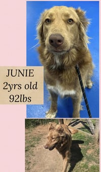 JUNIE - Photo 5