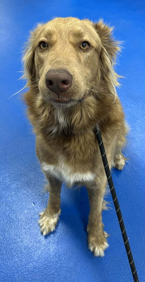 JUNIE - Shepherd available for adoption