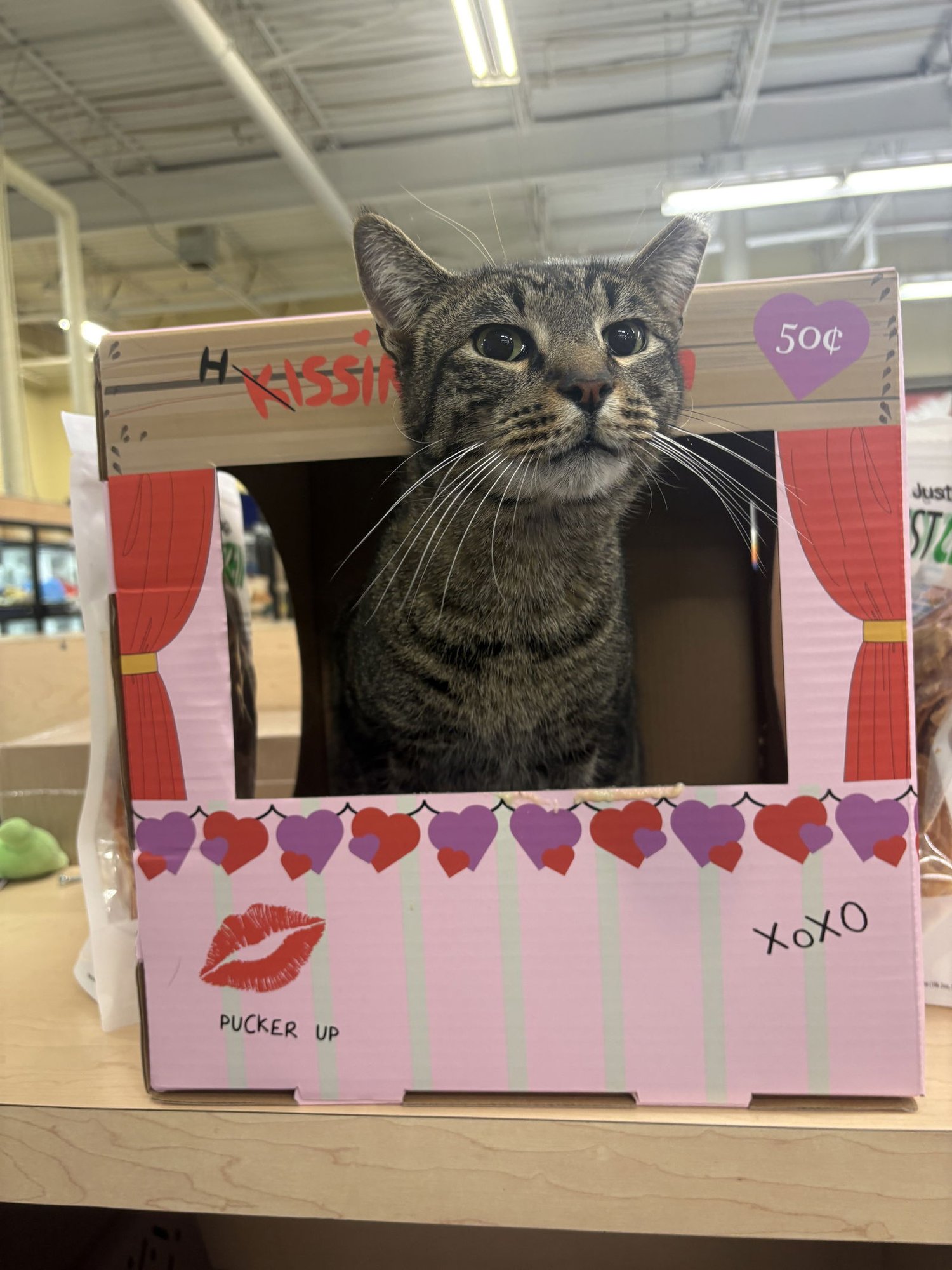 GROGU - Domestic Short Hair available for adoption