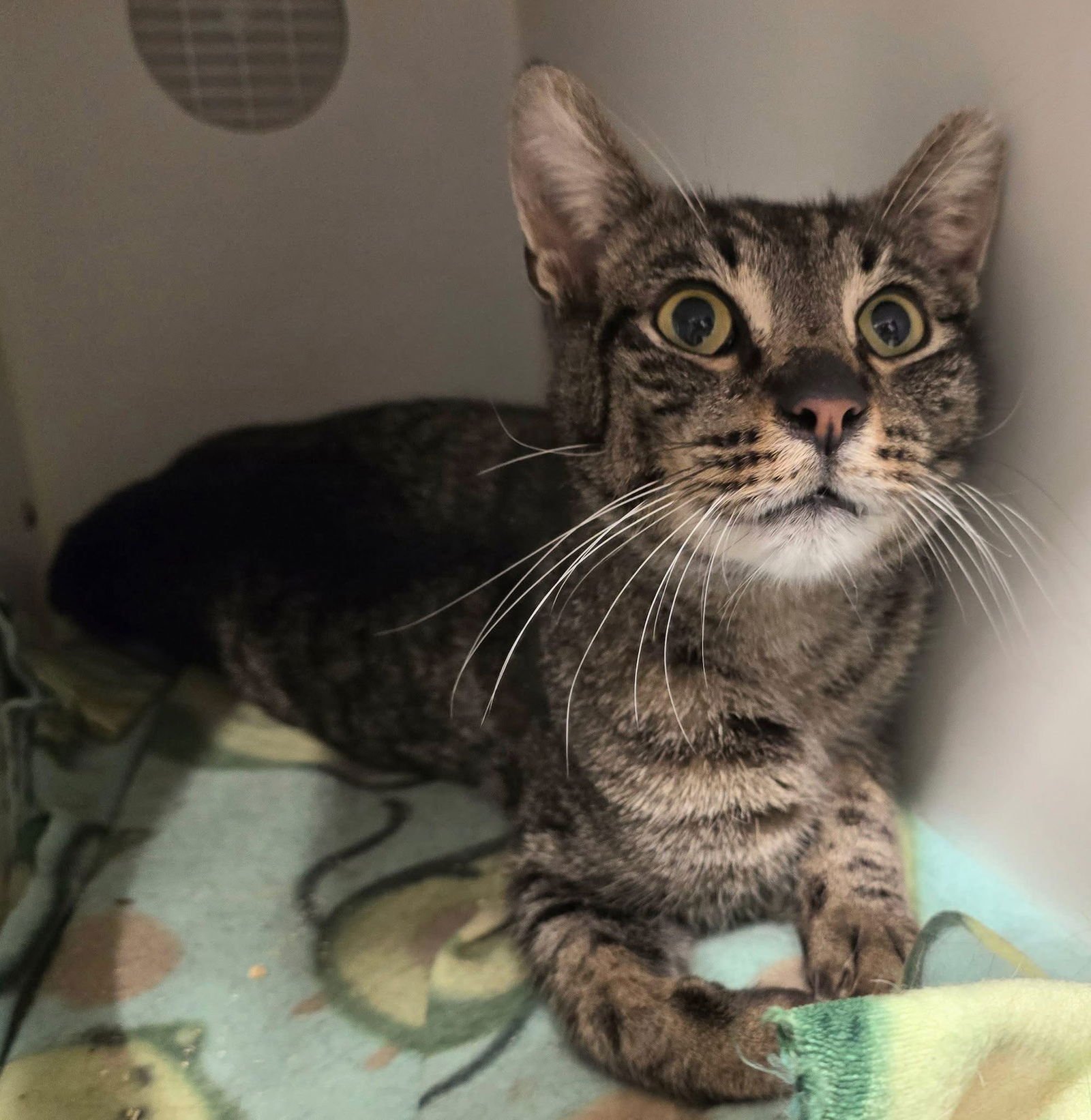 GROGU - Domestic Short Hair available for adoption