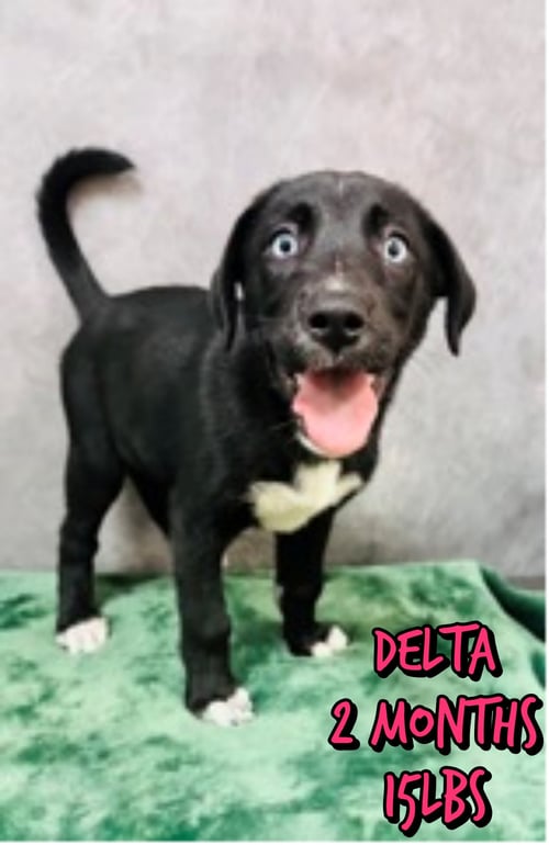 DELTA - Labrador Retriever available for adoption