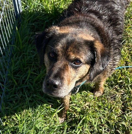 MADDIE - Shepherd available for adoption