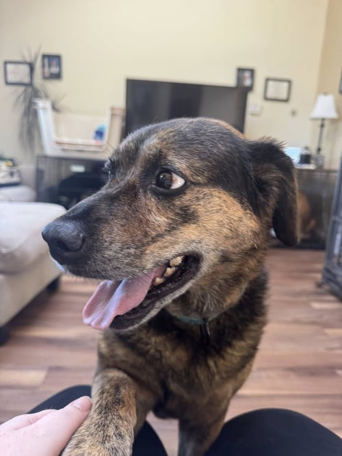 MADDIE - Shepherd available for adoption