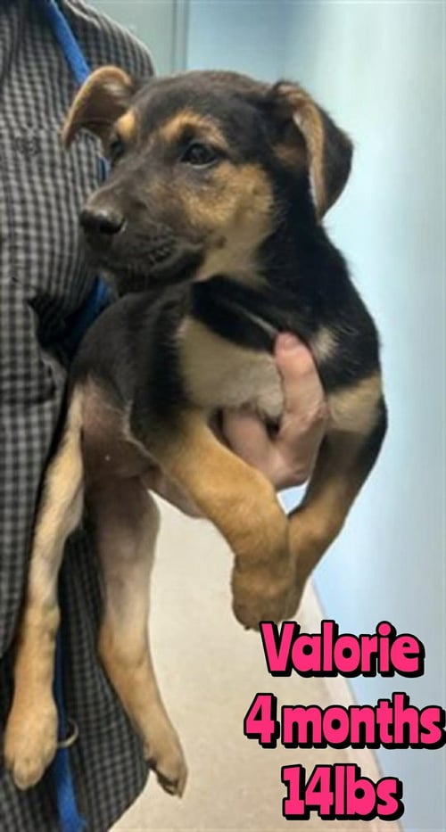 VALORIE - Unknown available for adoption