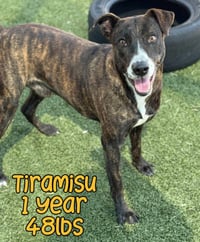 TIRAMISU AKA TERA - Photo 4