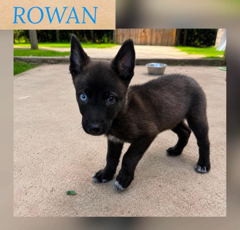 ROWAN Image