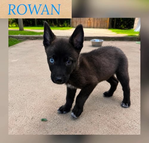 ROWAN - German Shepherd Dog available for adoption