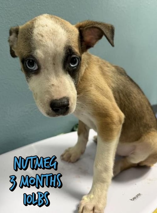 NUTMEG - Unknown available for adoption