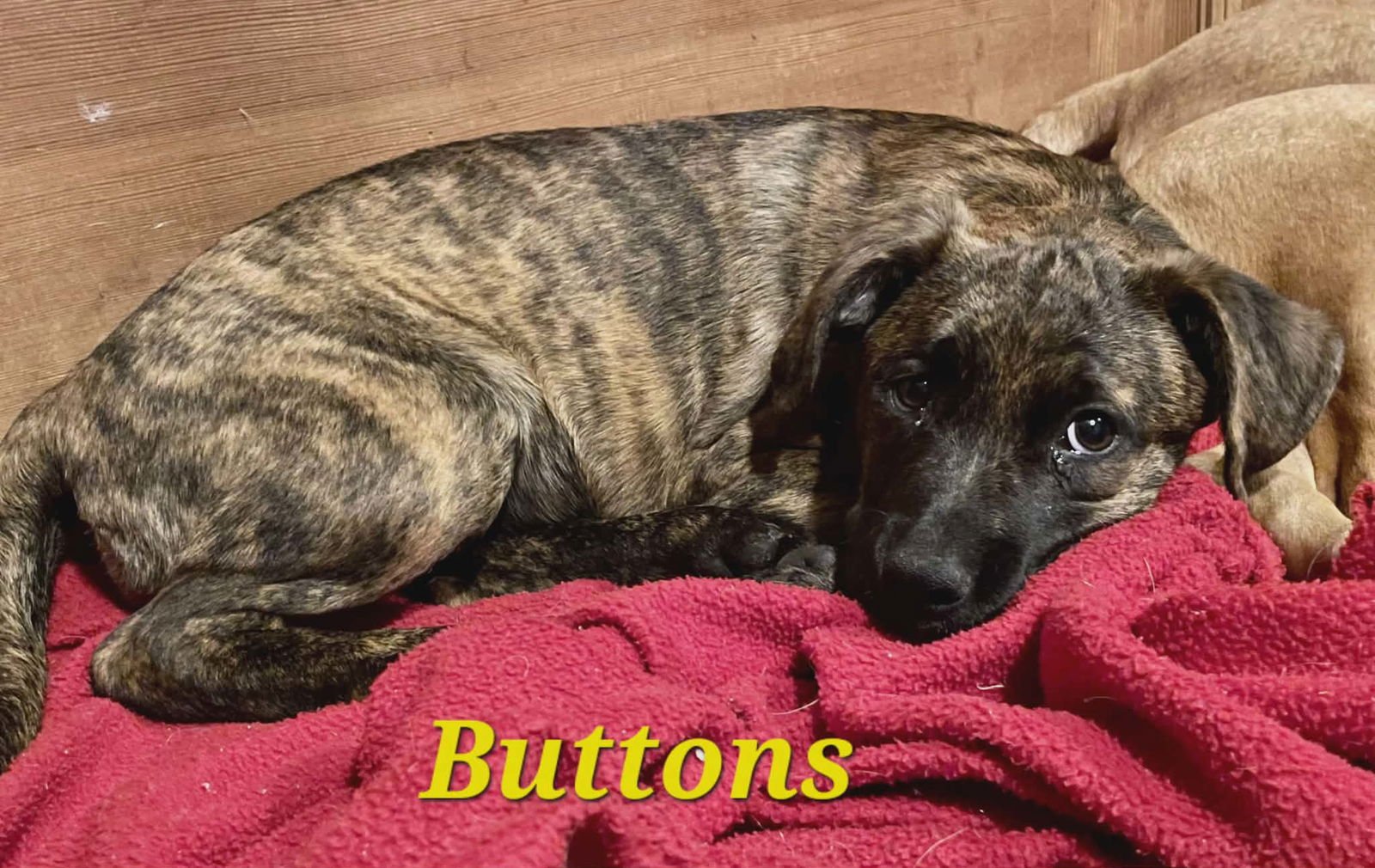 BUTTONS - Unknown available for adoption