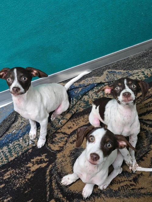 CARLY - Pointer available for adoption