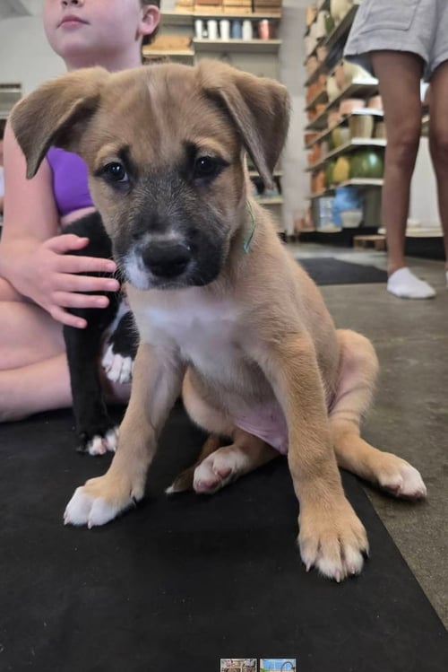 JESSY - Unknown available for adoption