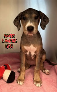 PHOEBE - Photo 1