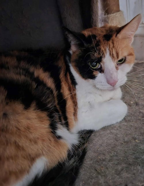 SASHA - Domestic Short Hair available for adoption
