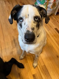 BISCUIT - Photo 4