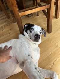 BISCUIT - Photo 3