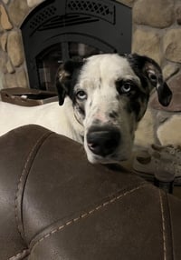 BISCUIT - Photo 9