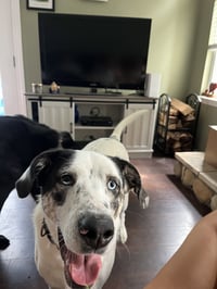 BISCUIT - Photo 2