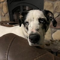 BISCUIT - Photo 8