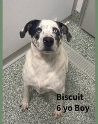 BISCUIT - Photo 11