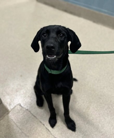 TILLY (BLACK LAB)
