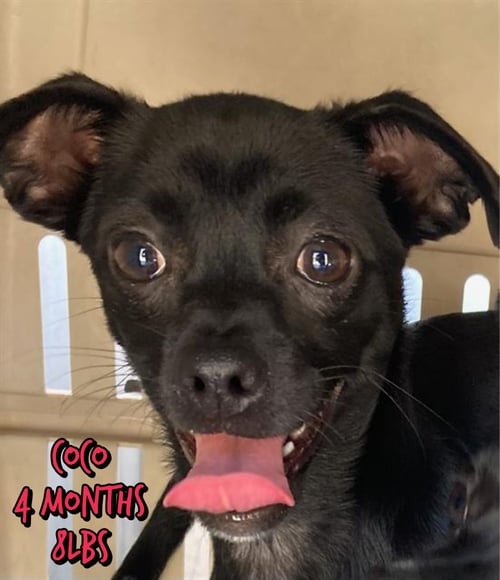 COCO