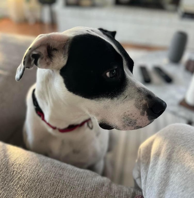 LOKI Image