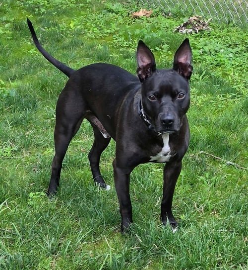 CASH - Terrier available for adoption