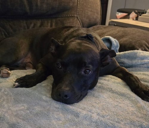 CASH - Terrier available for adoption