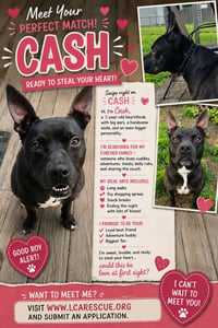 CASH - Photo 7