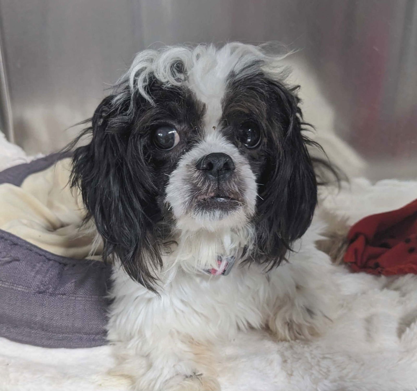 LOKI - Unknown available for adoption