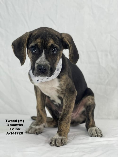 TWEED - Unknown available for adoption