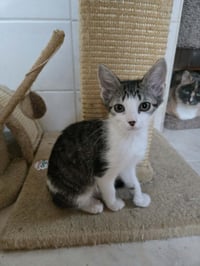 CLEO - Photo 1