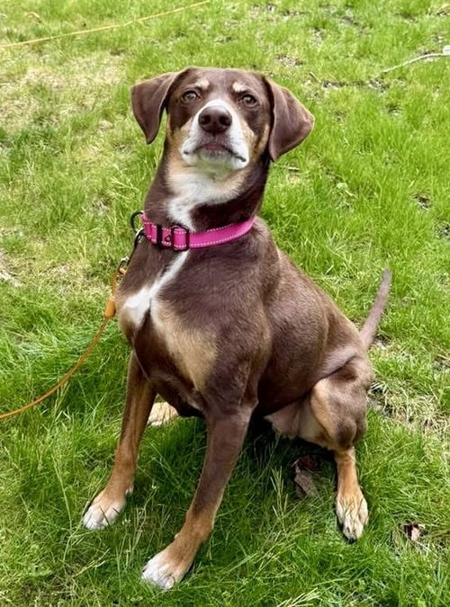 FALLON - Hound available for adoption
