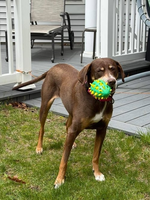 FALLON - Hound available for adoption