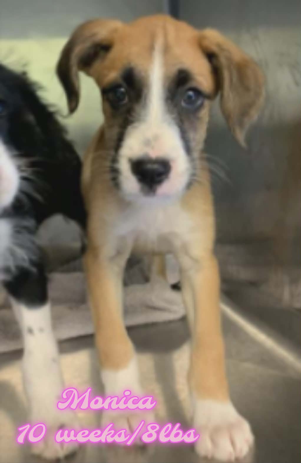 MONICA - Unknown available for adoption