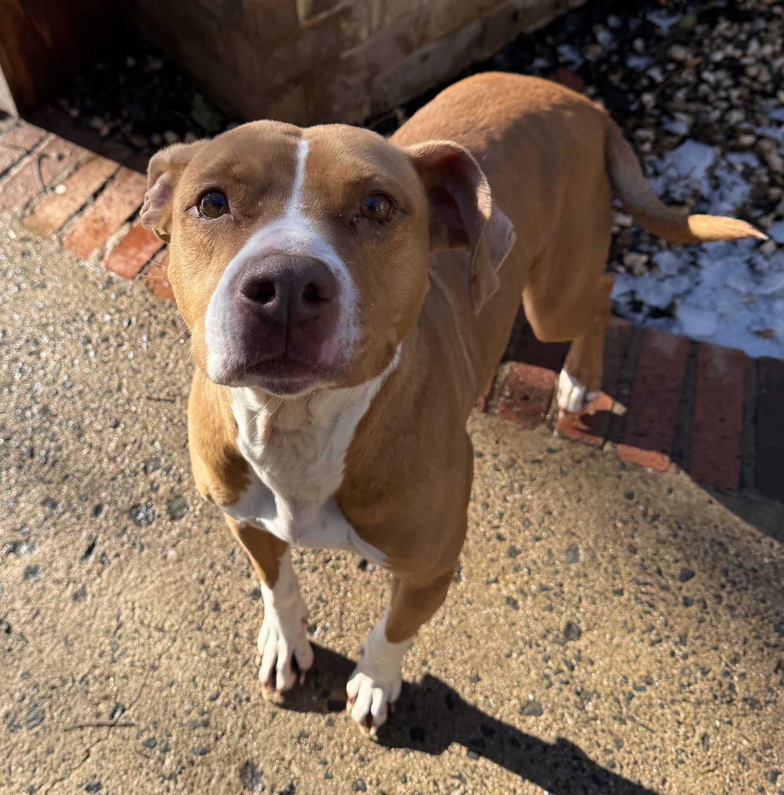 BUTTERCUP - Terrier available for adoption
