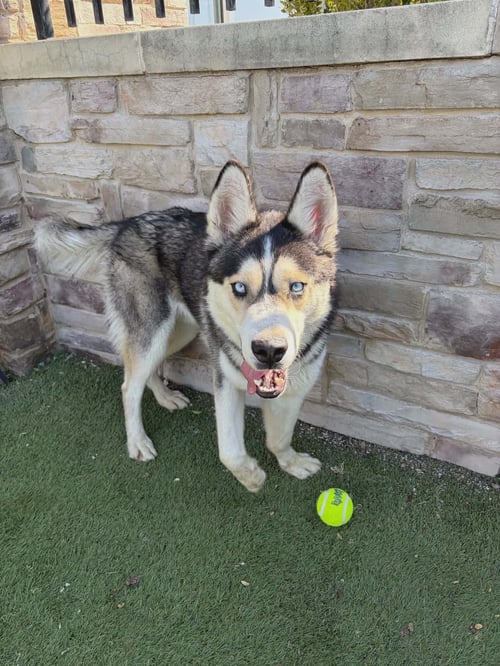 GRIFFIN - Husky available for adoption