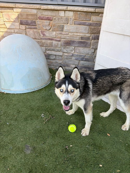 GRIFFIN - Husky available for adoption