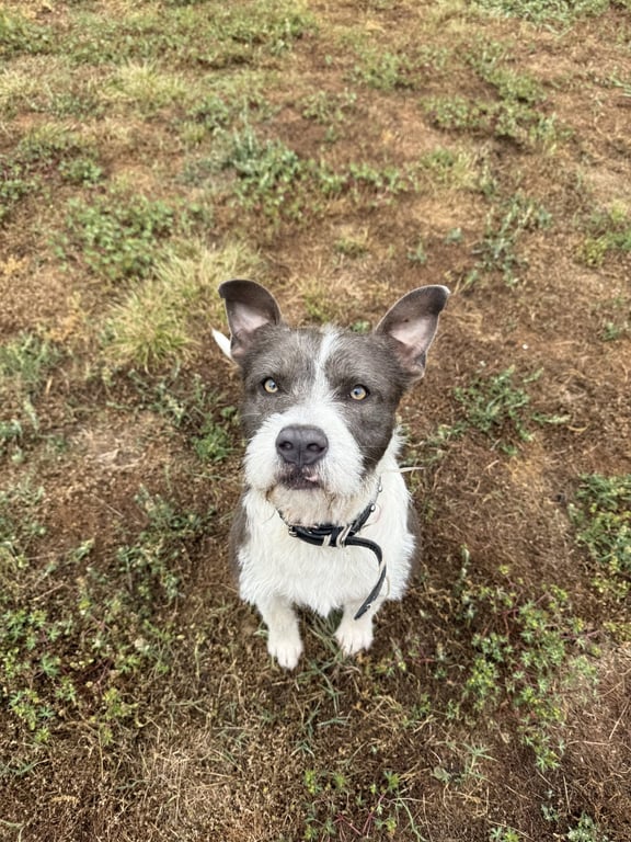 BEAU - GREY Image