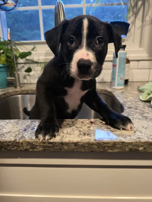 CHEVY - Unknown available for adoption