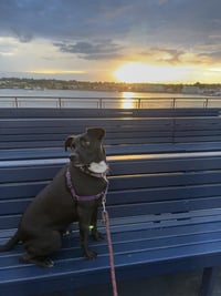 OREO - Photo 1