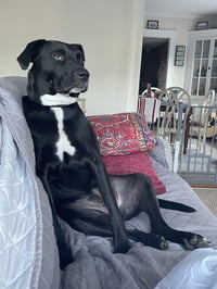 OREO - Photo 4