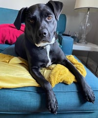 OREO - Photo 3