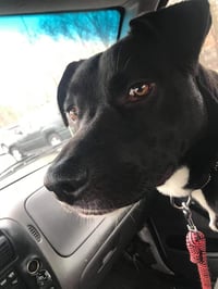 OREO - Photo 9