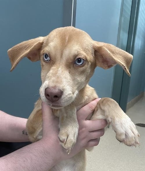VIVI - Pointer available for adoption