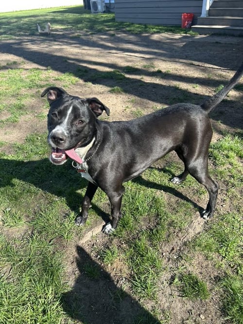 WIGGLEBUMS - Labrador Retriever / Terrier available for adoption